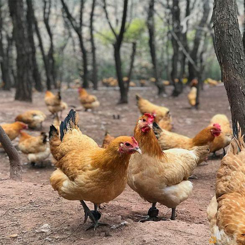 rfid腳環(huán)標(biāo)簽